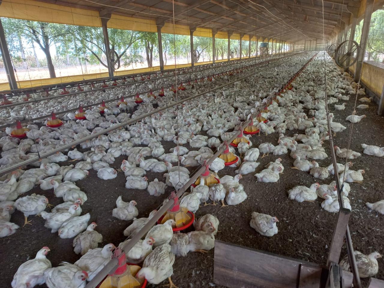 mais-de-790-milhoes-de-animais-foram-movimentados-em-2023-no-estado