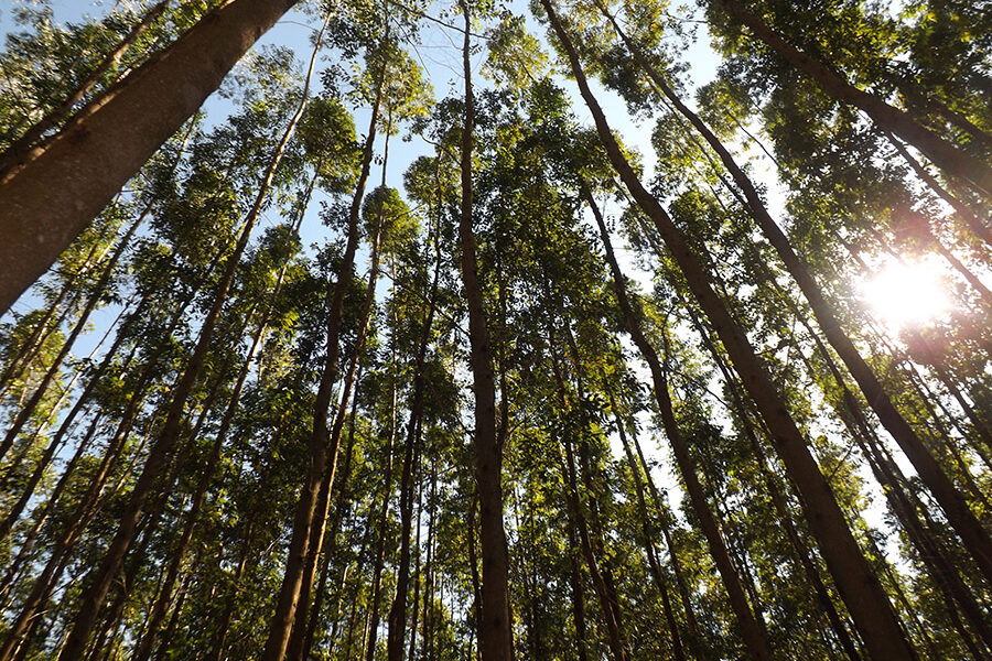 mt-tem-130-mil-hectares-de-eucalipto-e-florestas-plantadas-armazenam-grande-quantidade-de-carbono
