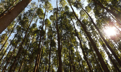 mt-tem-130-mil-hectares-de-eucalipto-e-florestas-plantadas-armazenam-grande-quantidade-de-carbono