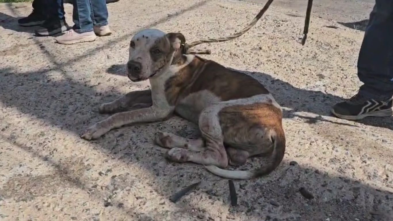 homem-e-preso-por-maus-tratos-de-cachorro-pitbull-em-cuiaba