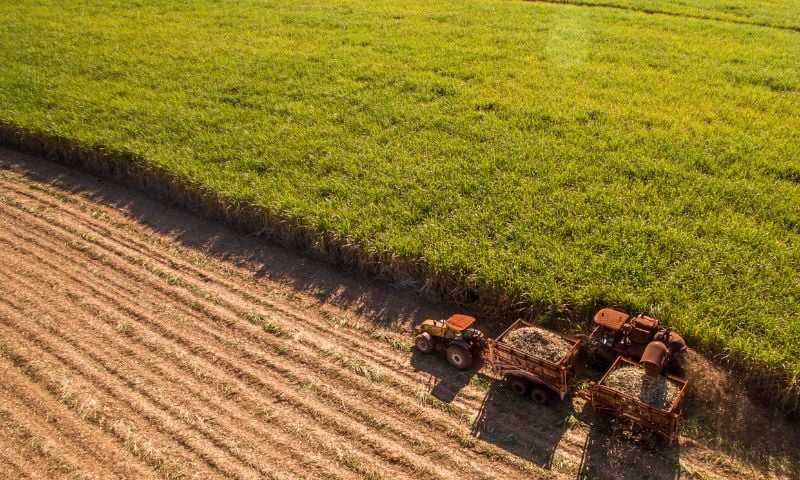 tereos-faz-hedge-de-80%-da-producao-de-acucar-e-preve-inicio-antecipado-da-safra-no-brasil