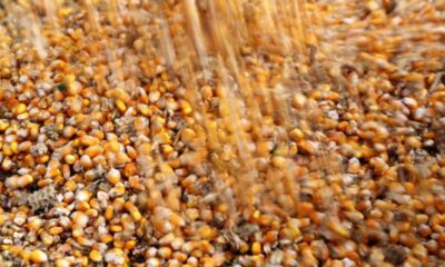 arco-norte-representa-31,6%-das-exportacoes-de-milho
