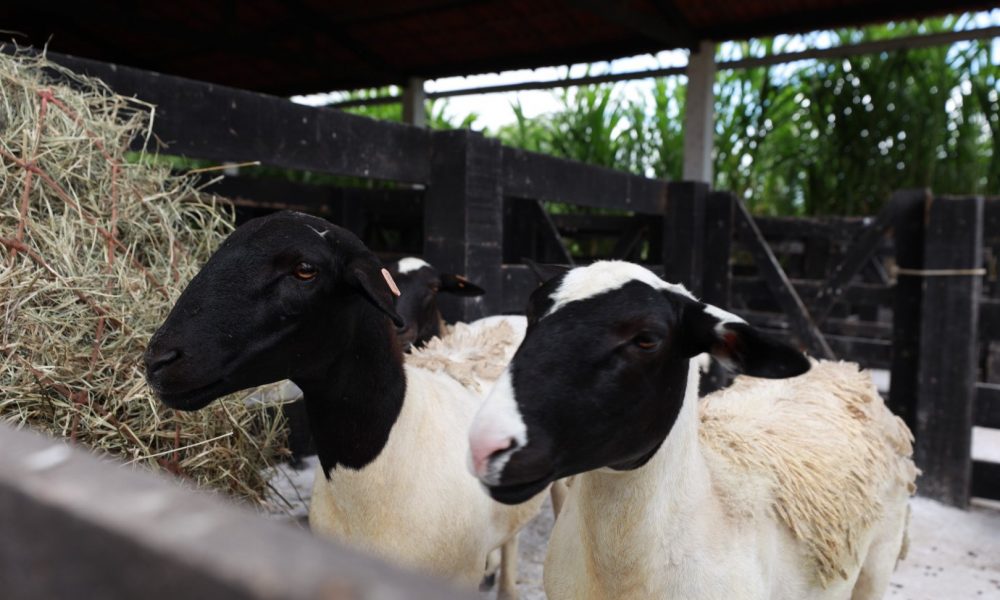 centro-de-reproducao-de-caprinos-e-ovinos-deve-beneficiar-mais-de-700-produtores