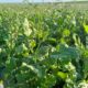 vazio-outonal:-cultivo-de-plantas-de-cobertura-pode-aumentar-a-produtividade-do-trigo-em-sucessao-–-mais-soja