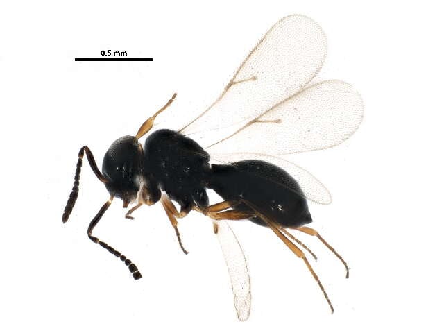 pesquisa-otimiza-controle-biologico-de-praga-que-afeta-soja