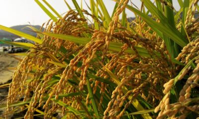 analise-mensal-do-mercado-do-arroz-–-mais-soja