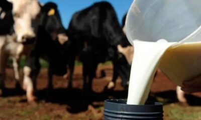 controles-do-cio-e-de-doencas-aumenta-a-produtividade-da-pecuaria-leiteira