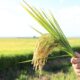 objetivo-nao-e-afrontar-produtores,-diz-presidente-da-conab-sobre-importacao-de-arroz