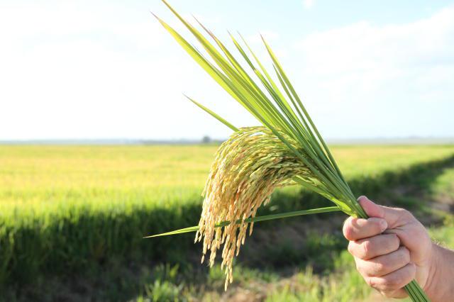 objetivo-nao-e-afrontar-produtores,-diz-presidente-da-conab-sobre-importacao-de-arroz