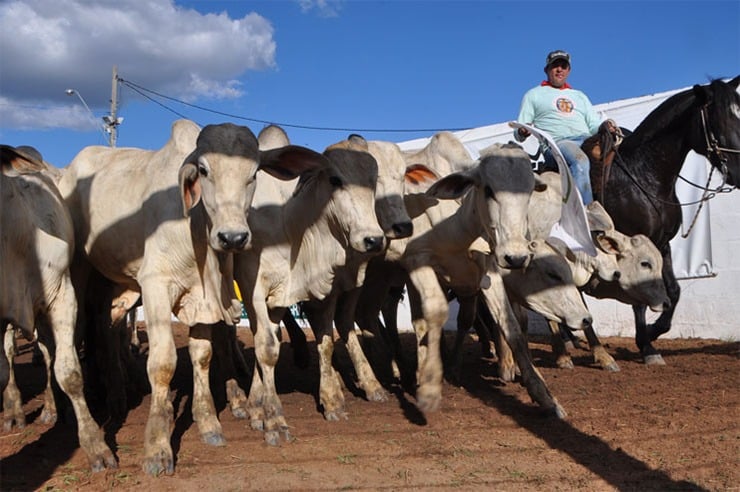 bahia-farm-show-2024-tera-leilao-de-mais-de-1,2-mil-gados