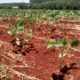 area-de-soja-poderia-crescer-ate-36,6-milhoes-de-hectares-sem-desmatamento,-diz-estudo