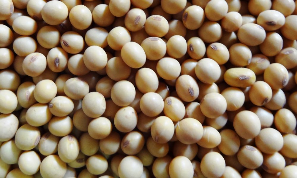 armazenamento-de-sementes-de-soja-–-mais-soja