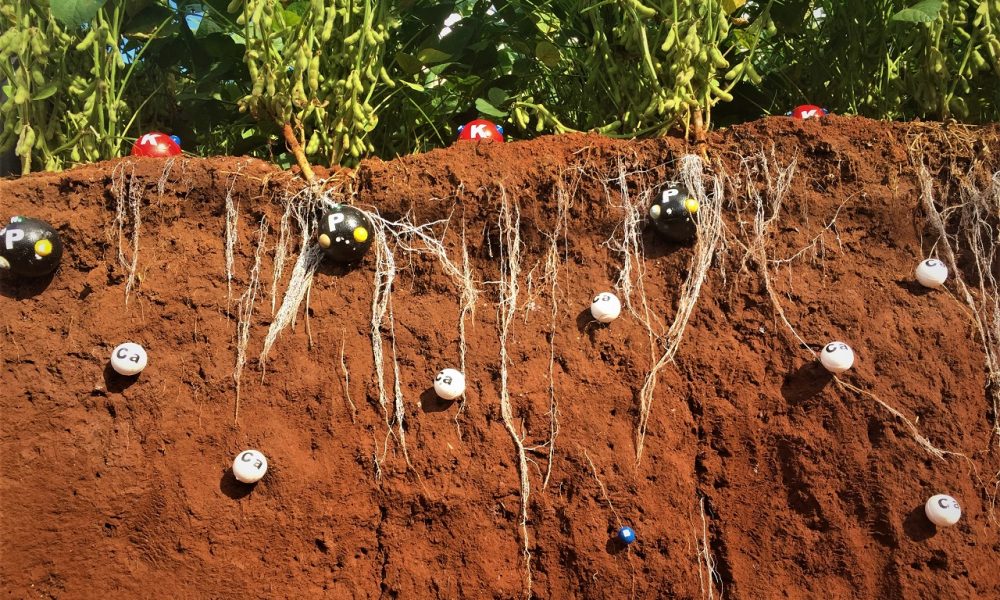 produzindo-mais-soja-aborda-a-construcao-do-perfil-do-solo-e-exploracao-eficiente-dos-nutrientes-pelas-plantas-–-mais-soja