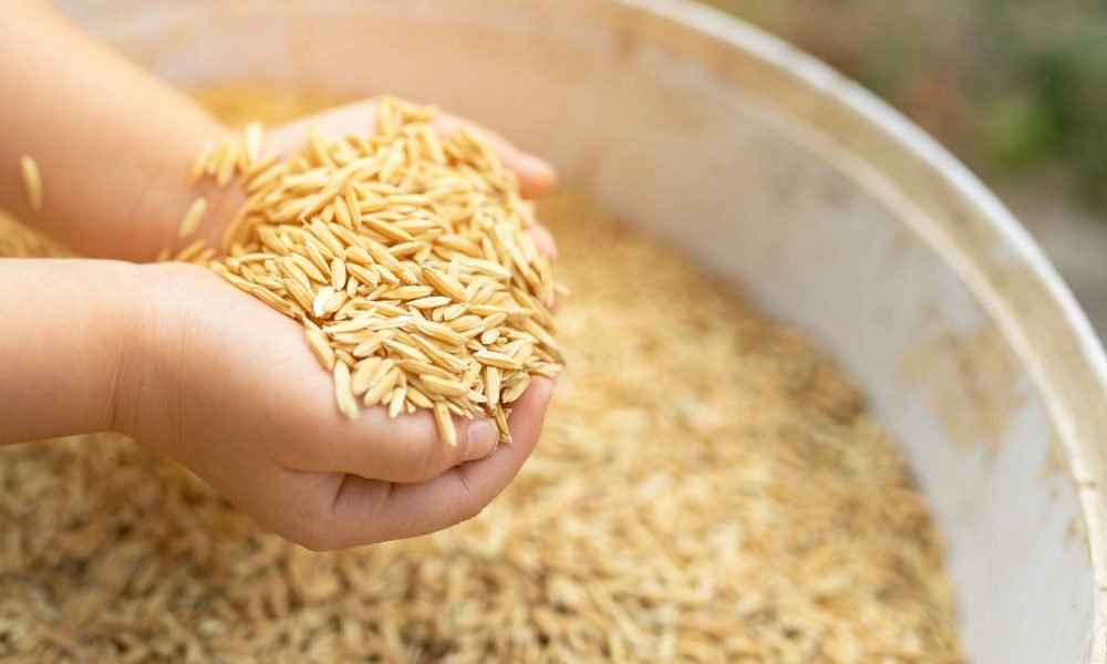 arroz-da-gente:-governo-federal-lanca-acao-para-fomentar-producao-de-arroz-da-agricultura-familiar-–-mais-soja