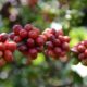 pesquisa-quer-melhorar-qualidade-de-mudas-de-cafe-conilon