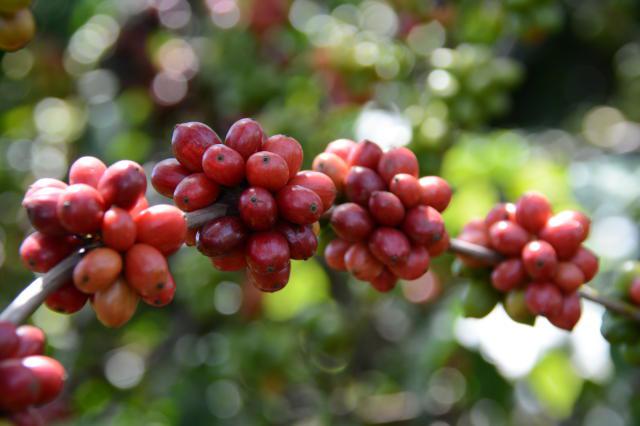 pesquisa-quer-melhorar-qualidade-de-mudas-de-cafe-conilon