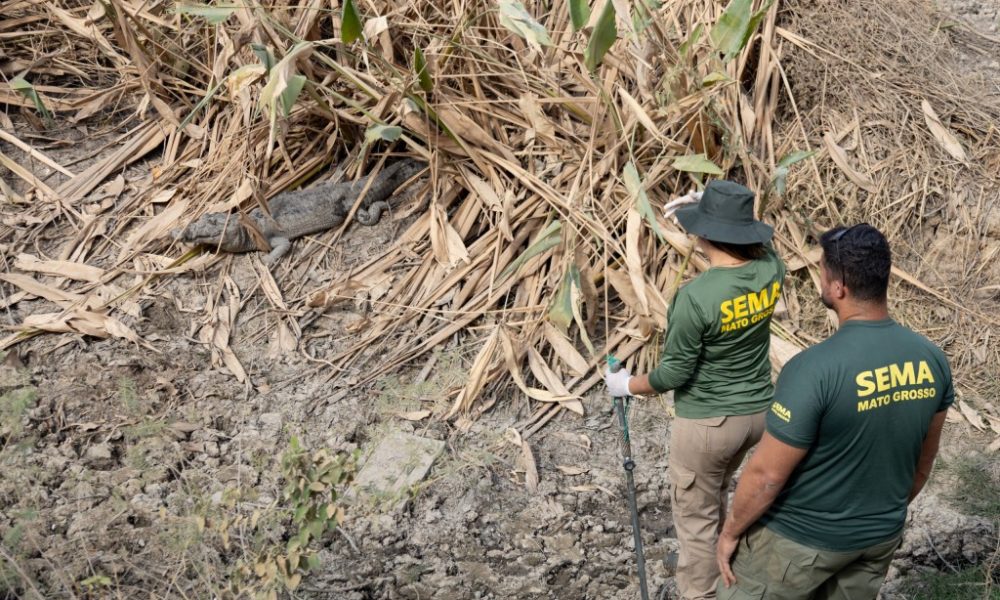 sema-alerta-que-manejo-de-animais-silvestres-de-mt-deve-ser-feito-por-equipes-cadastradas