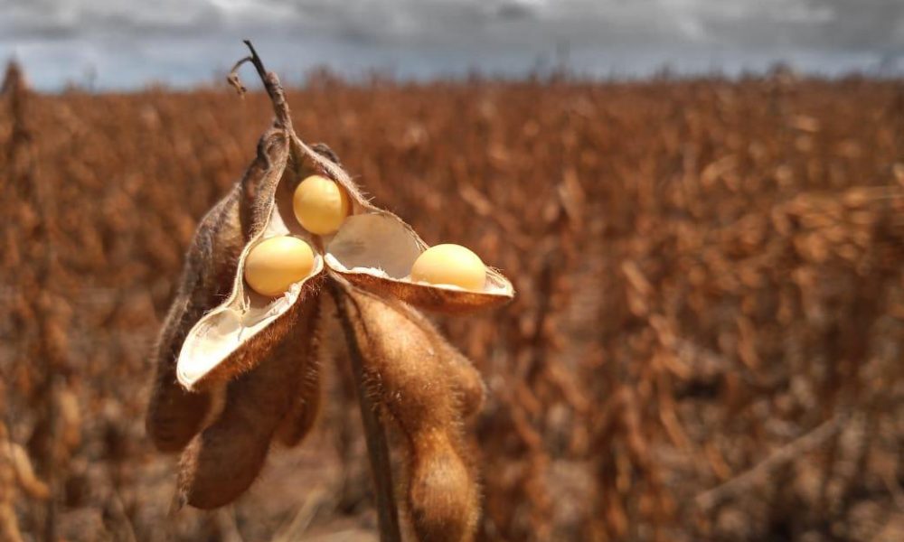 quase-13-milhoes-de-hectares-de-soja-e-producao-recorde-sao-previstos-para-o-mato-grosso