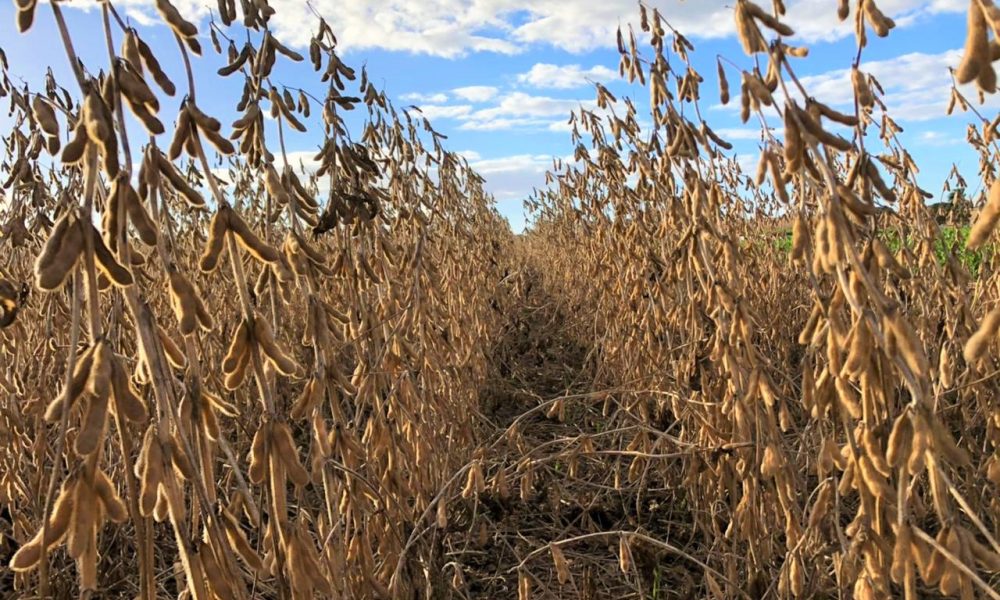 avaliacao-da-produtividade-de-cultivares-de-soja-no-sul-do-brasil-–-mais-soja