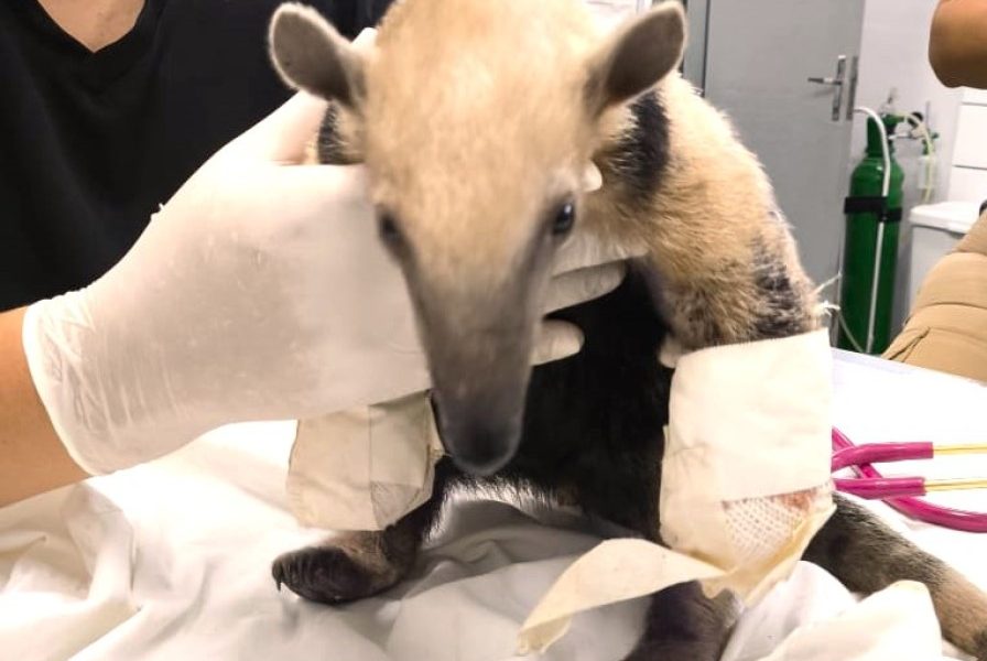 sema-recebe-tamandua-mirim-com-patas-queimadas-pelo-corpo-de-bombeiros