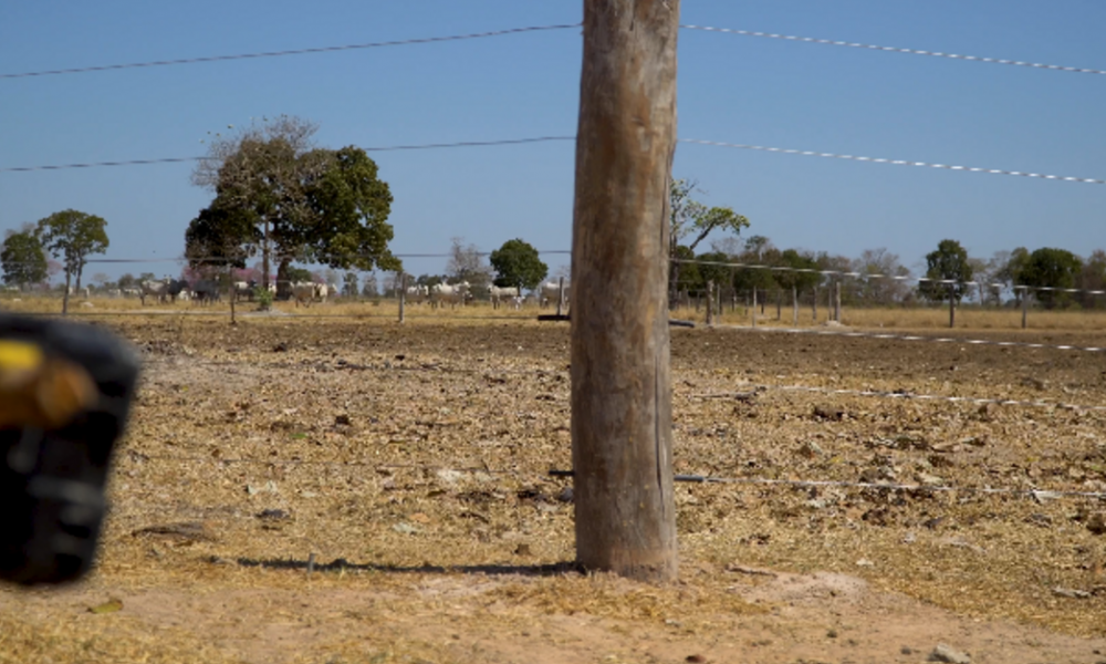 pecuaristas-pantaneiros-utilizam-tecnica-para-evitar-ataque-de-onca-pintada