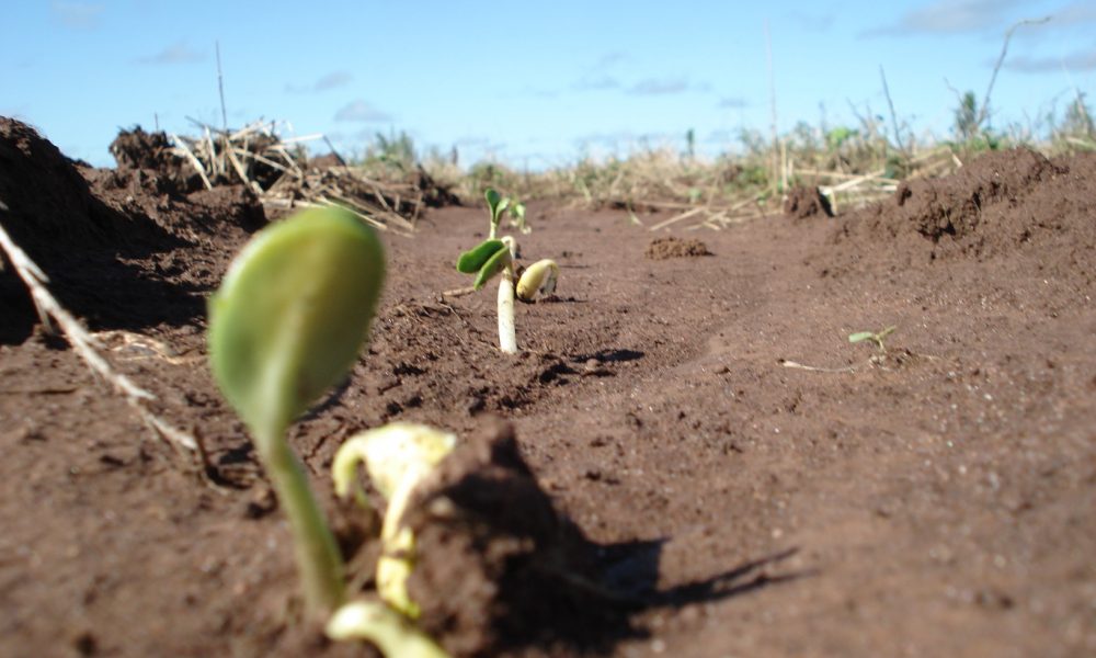classificacao-dos-danos-de-fusarium-em-plantulas-de-soja-–-mais-soja