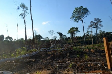 brasil-precisa-expandir-politicas-ambientais-para-cop30,-afirma-estudo