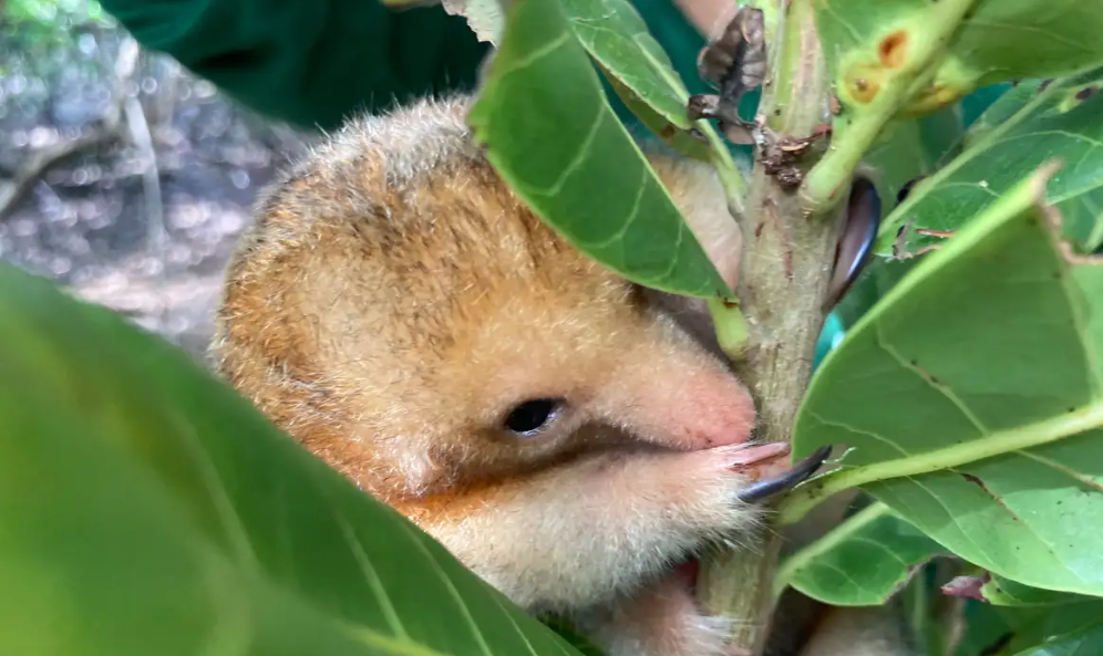 menor-tamandua-do-mundo-simboliza-preservacao-de-manguezal-nordestino