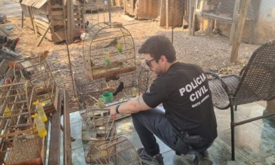 policia-investiga-25-denuncias-de-maus-tratos-de-animais-em-cuiaba-e-varzea-grande