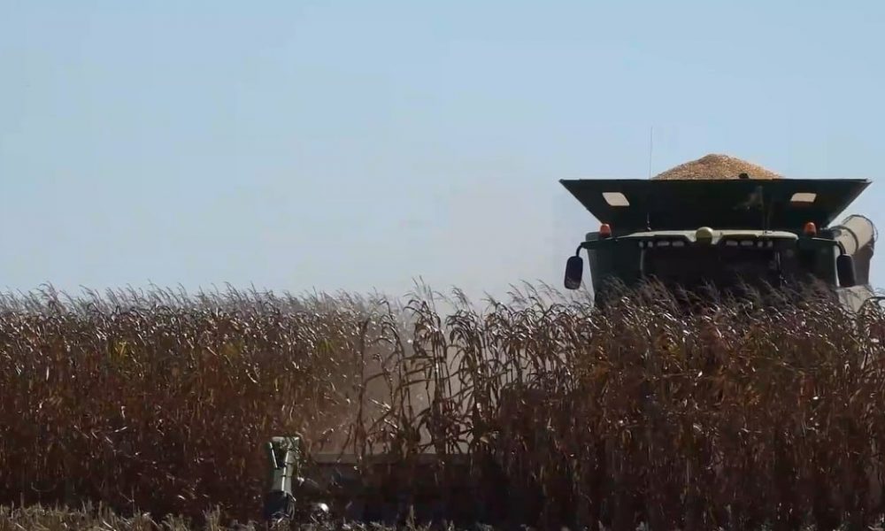 premiada,-fazenda-em-sapezal-aposta-na-diversificacao-de-culturas-na-2a-safra