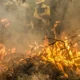 mais-de-230-mil-hectares-de-cana-de-acucar-foram-atingidos-pelos-incendios