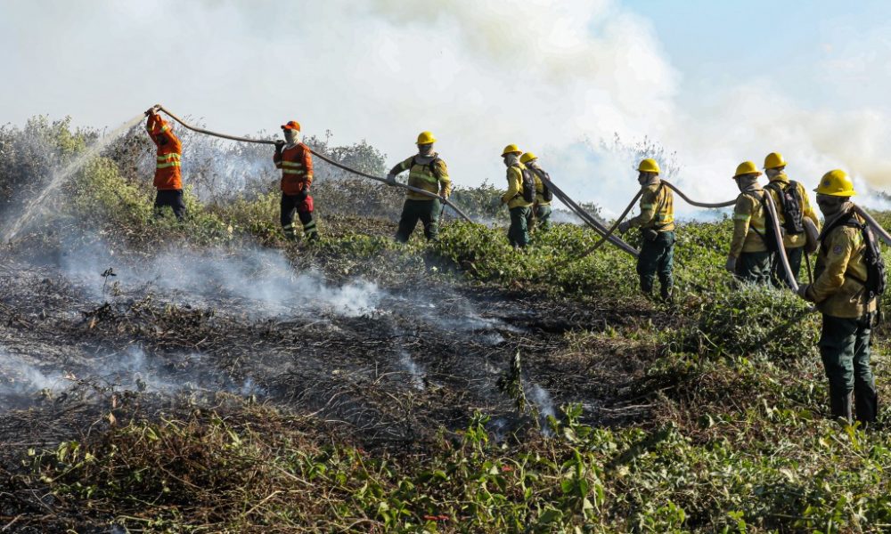 corpo-de-bombeiros-combate-48-incendios-florestais-no-estado-nesta-quarta-feira-(11)