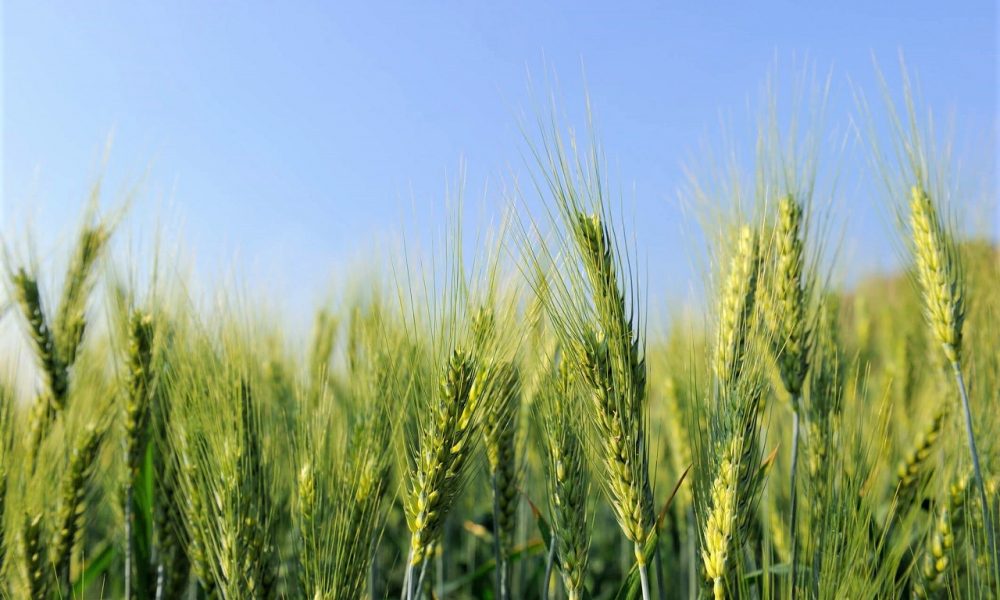 analise-ceema:-tensoes-no-mar-negro-e-colheita-nos-eua-impactam-cotacao-do-trigo-–-mais-soja