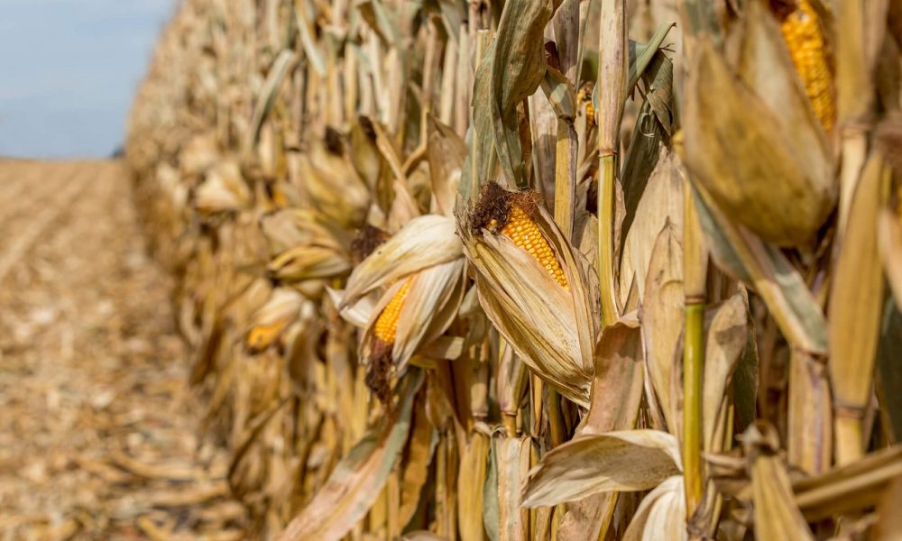 analise-ceema:-milho-supera-os-us$-4,00/bushel-em-chicago-apos-35-dias-de-baixa-–-mais-soja