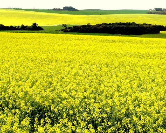 ventos-intensos-no-rs-causaram-acamamento-nas-lavouras-de-canola