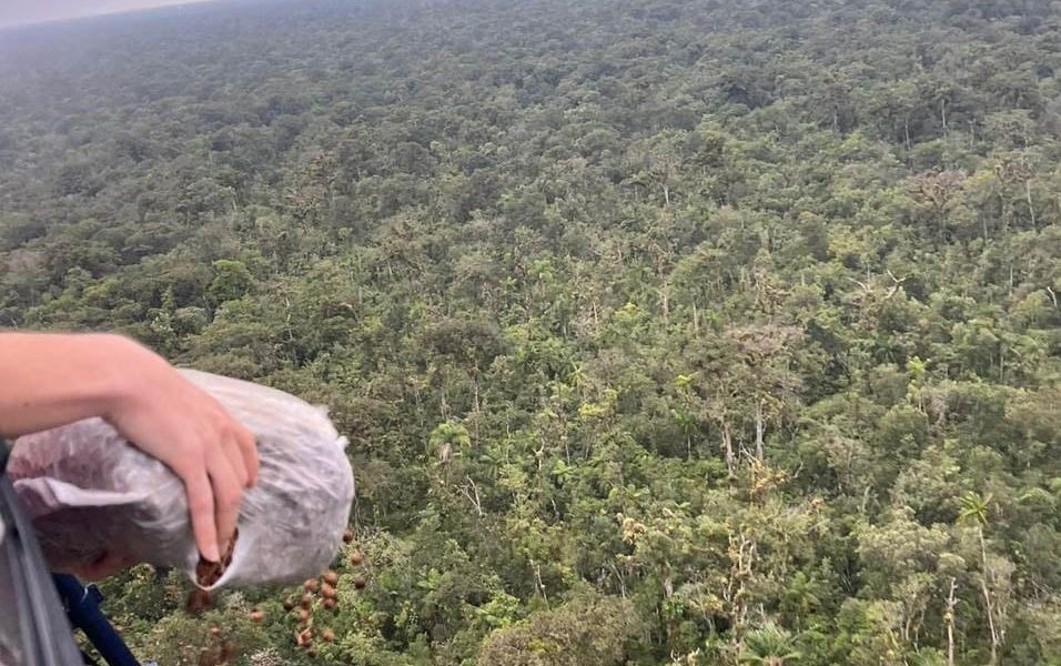 50-mil-sementes-de-palmito-jucara-sao-dispersadas-em-unidades-de-conservacao