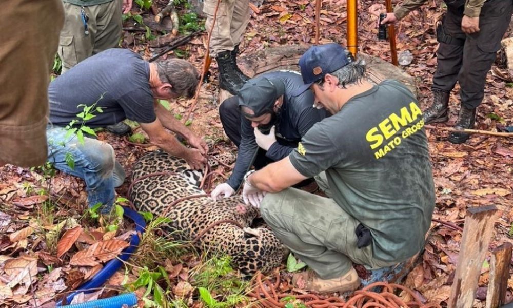 corpo-de-bombeiros-e-sema-resgatam-onca-pintada-que-caiu-em-poco-desativado-de-fazenda