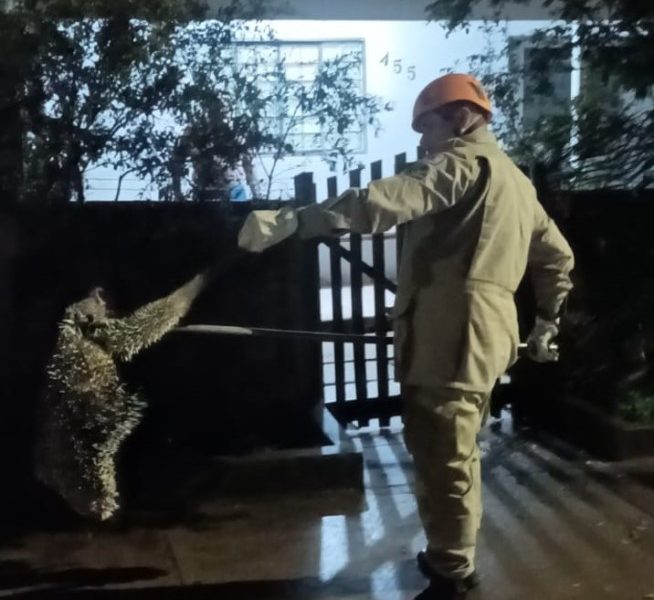 corpo-de-bombeiros-resgata-porco-espinho-que-estava-em-arvore-em-frente-a-residencia