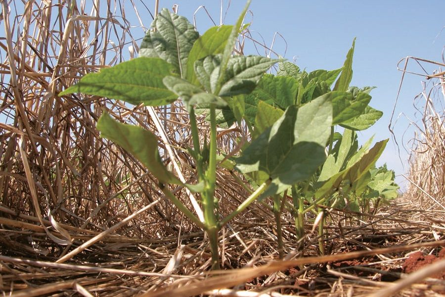 sistema-de-plantio-direto-comemora-50-anos-com-32-milhoes-de-hectares-semeados-no-brasil