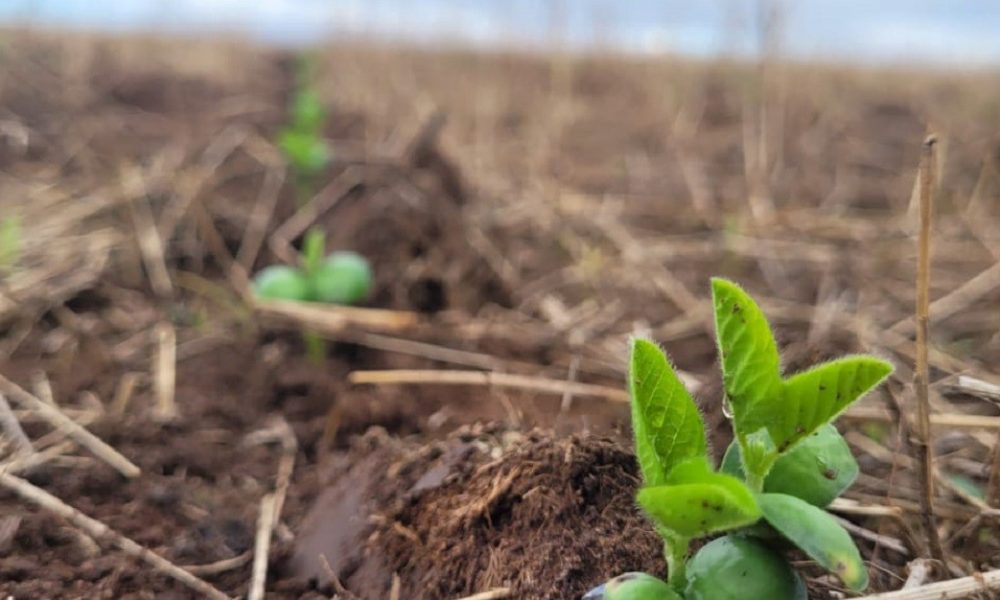 safra-2024/2025:-plantio-de-soja-chega-a-74%-e-do-milho-a-97%-no-parana-–-mais-soja