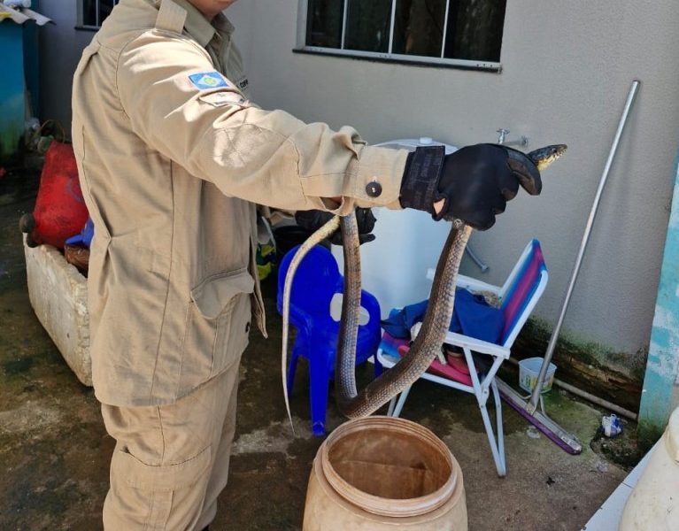 corpo-de-bombeiros-alerta-para-aparecimento-de-animais-peconhentos-em-areas-urbanas