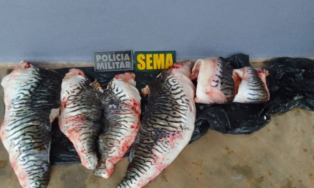 sema-e-pm-apreendem-19-quilos-de-cachara-na-transpantaneira