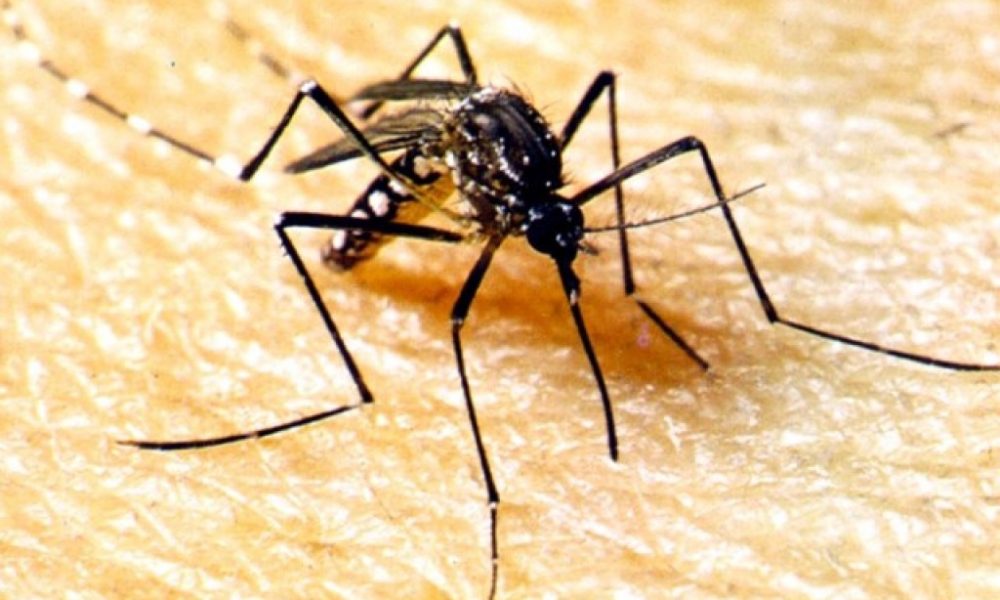 ses-alerta-a-populacao-para-combater-o-aedes-aegypti-no-periodo-de-chuvas