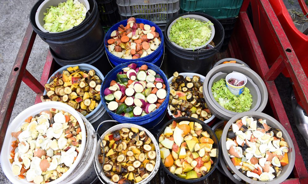 animais-silvestres-recebem-alimentos-‘fora-do-padrao’-no-parana