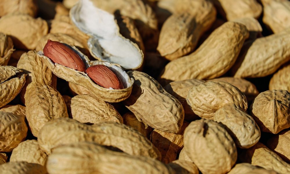 produtores-de-amendoim-podem-perder-r$-300-milhoes-ao-ano,-alerta-setor
