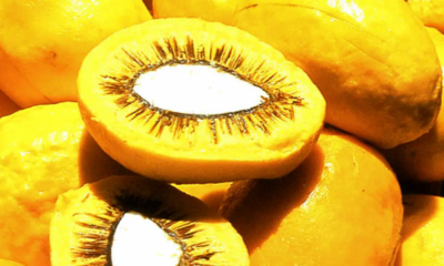 sancionada-lei-que-estimula-producao-de-pequi-e-outros-frutos-do-cerrado