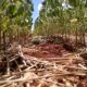 safra-de-soja-tem-quadro-critico-em-algumas-regioes-do-rs,-diz-presidente-da-emater-–-mais-soja