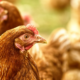 gripe-aviaria-e-detectada-em-granja-de-portugal