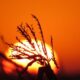 la-nina-esta-de-volta,-anuncia-a-noaa;-veja-os-impactos-no-clima-–-mais-soja