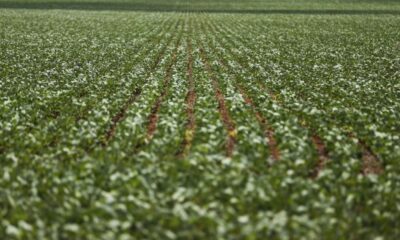 parana-inicia-plantio-da-2a-safra-em-area-de-2,56-mi-de-hectares
